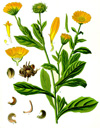 Calendula, Infused (expired - suitable for soap making)